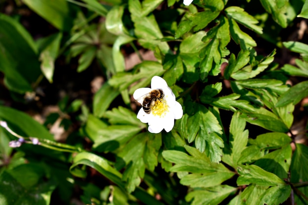 Valse Rue Anemone