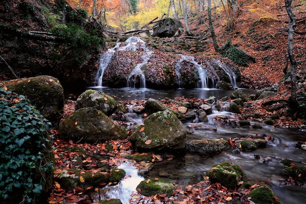 Valt in het herfstbos