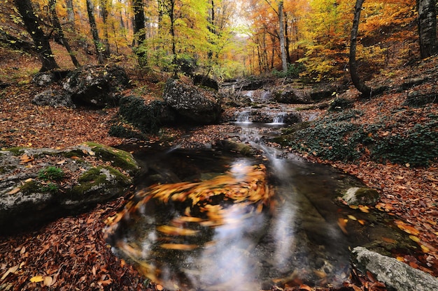 Valt in het herfstbos