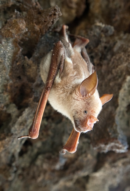 Vampire bat are sleeping in the cave hanging on the ceiling period