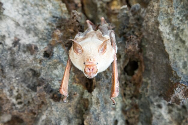 Vampire bat is sleeping in the cave hanging on the ceiling