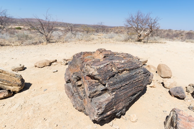 Van angst verstijfde en gemineraliseerde boomboomstam in het beroemde Van angst verstijfde Forest National Park in Khorixas, Namibië, Afrika. 280 miljoen jaar oud bos, klimaatveranderingconcept