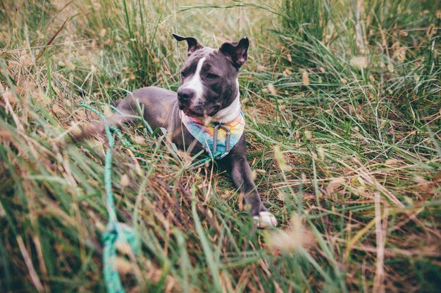 Van boven van de gehoorzame Amerikaanse Pit Bull Terrier in kraag zit op droog gras op het platteland en l