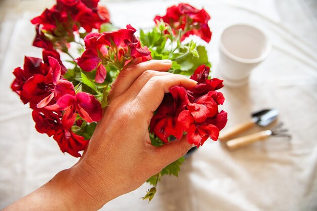 Van bovenaf anonieme bloemist die rode bloemen van een potplant aanraakt boven tafel met wit tafelkleed tuingereedschap