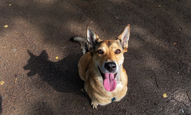 Van bovenaf gelukkige hond die naar de camera kijkt terwijl hij op een natte en vuile weg in de natuur zit