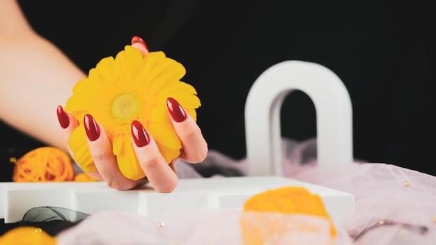 Van bovenaf houden anonieme vrouwen met trendy rode manicure in zijn handen een felgele Gerbera-bloem in een donkere kamer