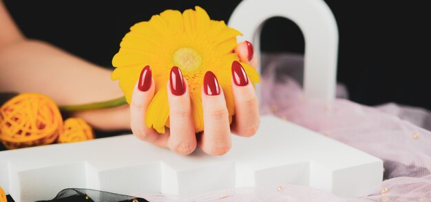 Van bovenaf houden anonieme vrouwen met trendy rode manicure in zijn handen een felgele Gerbera-bloem in een donkere kamer