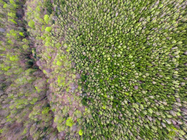 Van bovenaf is een jong en oud bos te zien met de bomen op de voorgrond