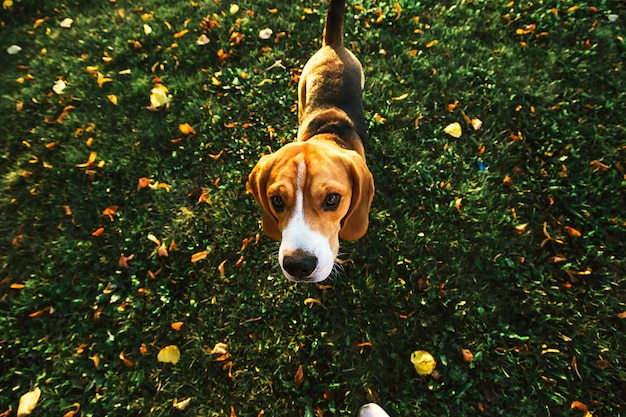 Van bovenaf van een rustige Beagle-hond die op het gazon loopt en in het park naar de camera kijkt