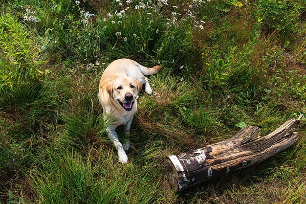 Van bovenaf van een schattige, rustige, gele Labrador Retriever-hond die op groen gras ligt naast een houten blok terwijl hij aan het rusten is