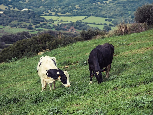 Foto van bovenaf van gedomesticeerde koeien die grazen op de groene weide op het heuvelachtige platteland van menorca tegen het zicht op velden en bossen