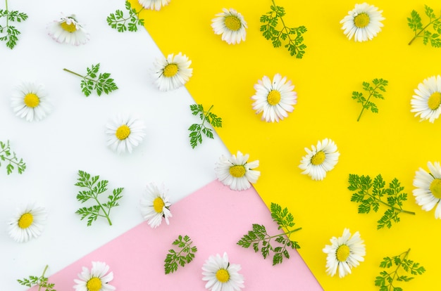 Van de de zomertextuur bloemen en bladeren hoogste mening over witte, roze en gele achtergrond.