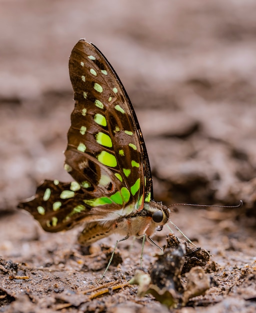 Van de staart Jay Graphium agamemnon