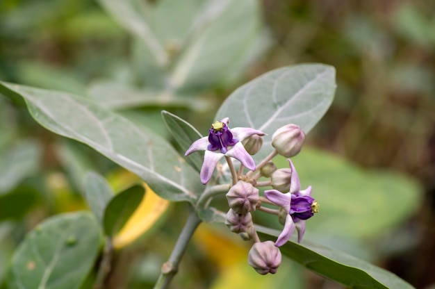 Foto van dichtbij bekeken van de purple crown-bloem of giant indian milkweed calotropis gigantea