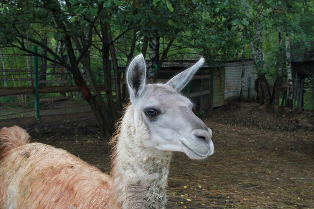 van een lama in de dierentuin op de speeltuin