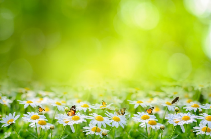 Foto van het achtergrond bloemblad bokeh groene achtergrond vertroebelen