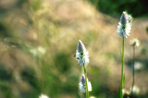 van witte bloemen