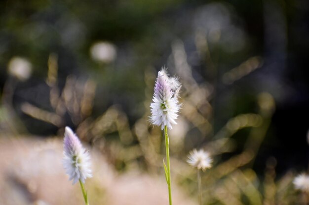 van witte bloemen