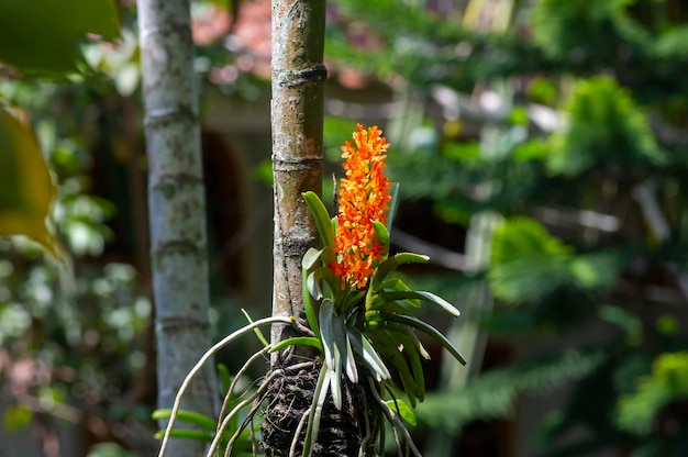 Vanda garayi 또는 Garays ascocentrum Ascocentrum miniatum 오렌지 희귀 난초