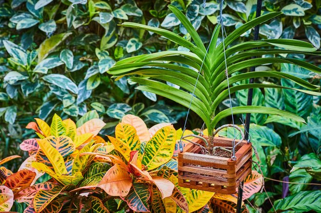 Foto vanda groene plant met groene bladeren en tropische achtergrond van bladeren met nauwere gele bladeren
