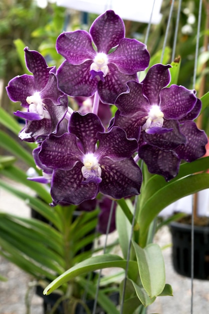 Vanda hookerriana bloem Mooie orchidee