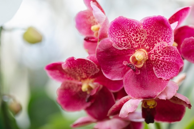 Foto il fiore dell'orchidea vanda fiorisce nella decorazione primaverile la bellezza della natura una rara orchidea selvatica decorata in un giardino tropicale