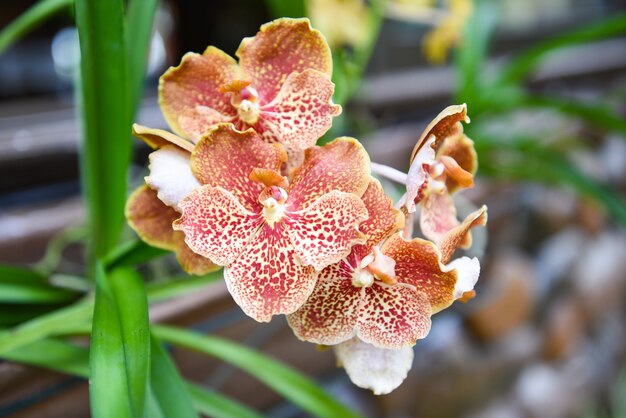 Vanda orchid with leaves