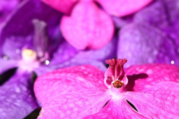 写真 水の中のバンダ蘭の花