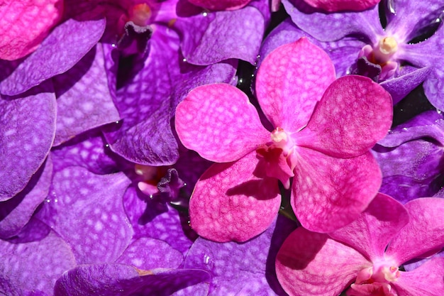 Vanda orchids flower in water
