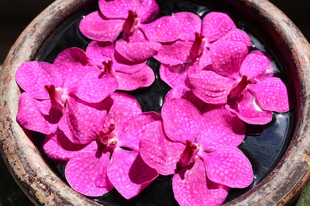 Fiore delle orchidee di vanda in acqua