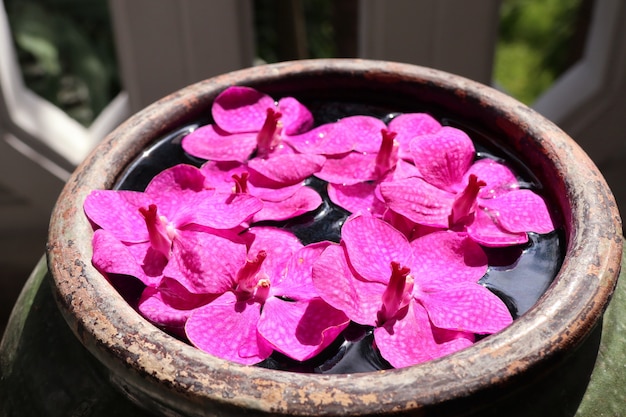 水の中のバンダ蘭の花