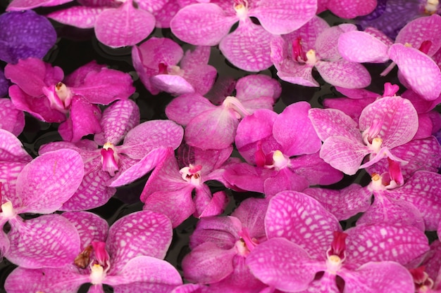 水の中のバンダ蘭の花