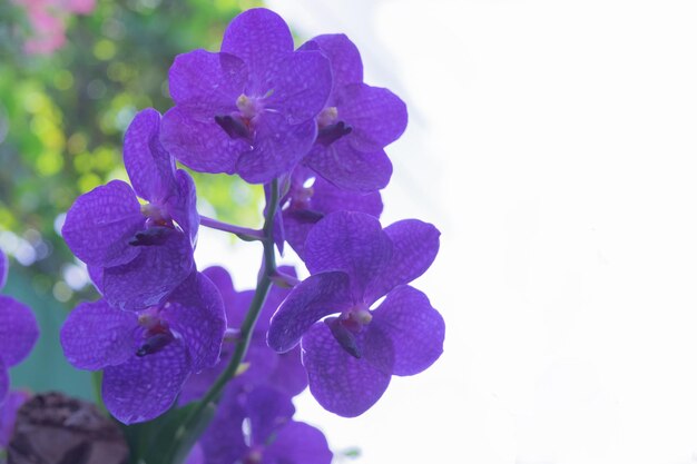 Vanda orchids flowers