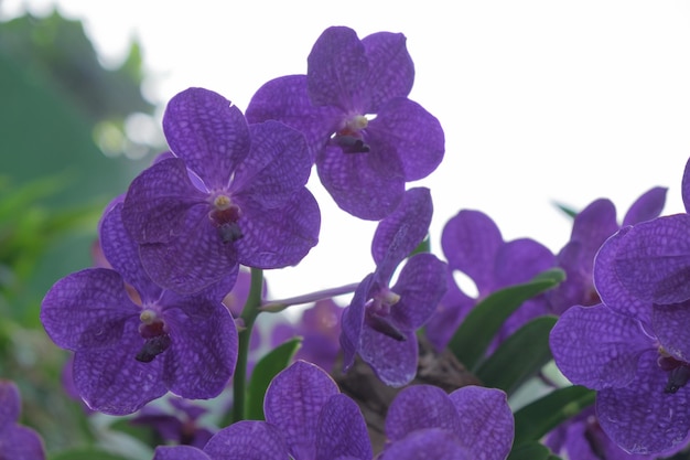 Foto fiori di orchidee vanda