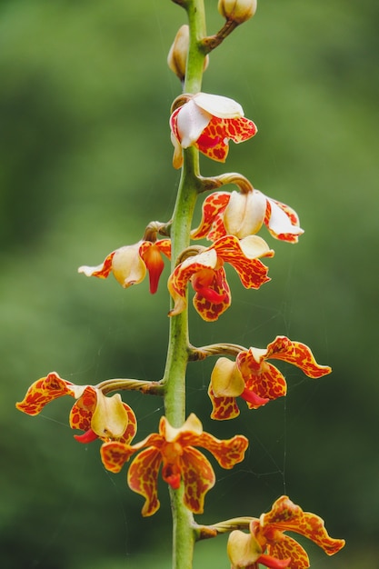 Vandopsislissochiloides蘭の花は自然の中でクローズアップ植物園の美しい白い蘭