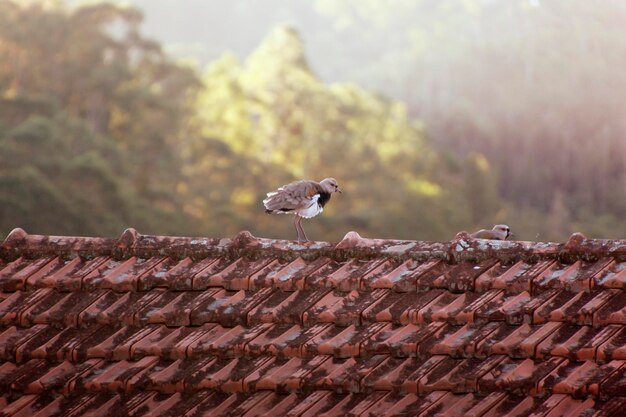 Foto vanellus chilensis - vogel