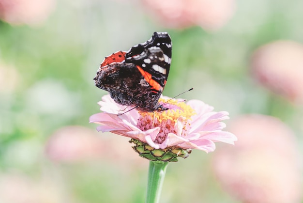 ピンクのジニアの花のヴァネッサアタランタ蝶