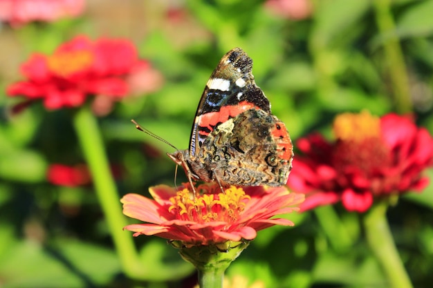 Vanessa atalanta verzamelt nectar op de zinnia Macro van vlinder