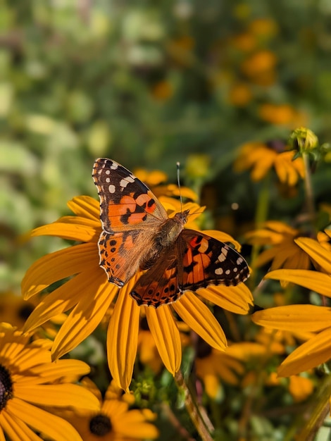 Vanessa cardui butterfly monarch butterfly on rudbeckia flower