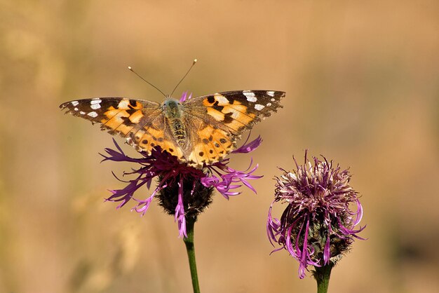 Vanessa cardui butterfly on a thistle