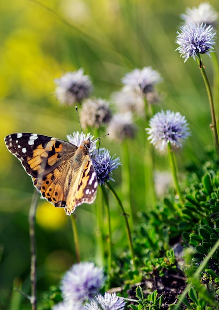 Foto la vanessa cardui è una farfalla europea ed è famosa per i suoi colori vivaci e vari.