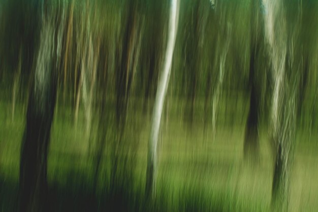 Foto vang de essentie van de lente met onze collectie met longexposure foto's van vibran bomen