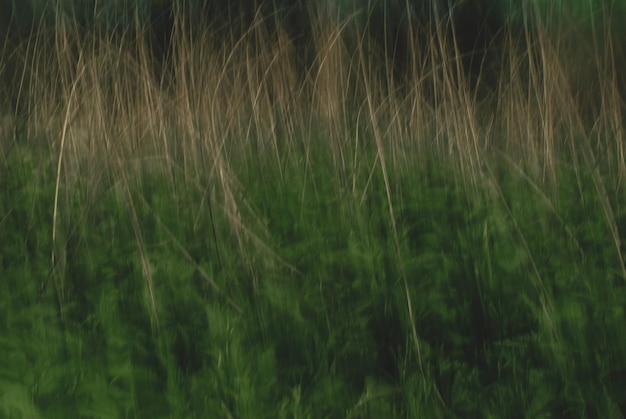 Foto vang de essentie van de lente met onze collectie met longexposure opnames van levendige bomen