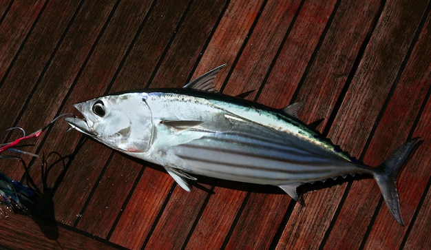 Vangst skipjack tonijn vis portret detail zeevruchten