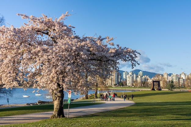 Vanier Park in springtime season Vancouver City BC Canada