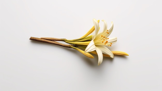 Foto fiore di vaniglia per il catalogo alimentare ai generative