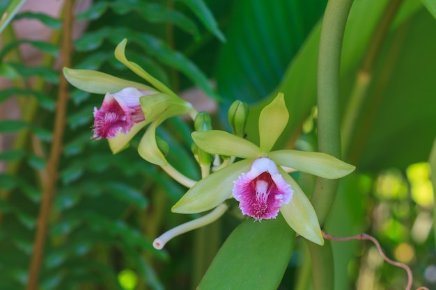 Vanilla pilifera Zeldzame soort wilde orchideeën