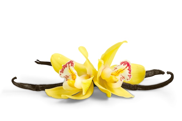 Стручки ванили и цветы орхидеи, изолированные на белом фоне