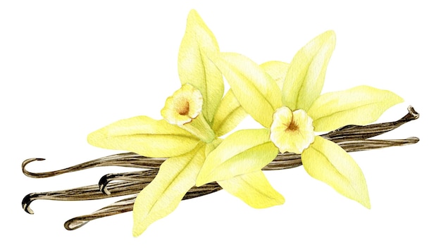 Vanille bloem sticks peulen Waterverf Ingrediënten voor koken en zoet bakken Biologische gezonde voeding