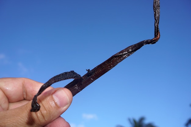 Vanille plantation in tahaa island french polynesia